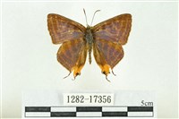 藏品(三斑虎灰蝶)的圖片