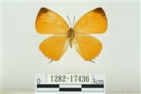 藏品(珂灰蝶)的圖片