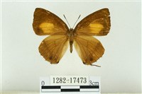 藏品(赭灰蝶)的圖片