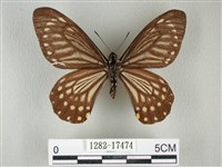 藏品(黃星斑鳳蝶)的圖片