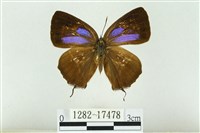 藏品(單線翠灰蝶)的圖片