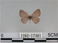 藏品(細灰蝶)的圖片