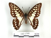 藏品(木蘭青鳳蝶)的圖片