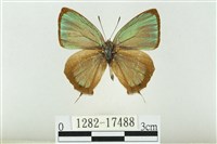 藏品(西風翠灰蝶)的圖片