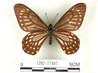 藏品(黃星斑鳳蝶)的圖片