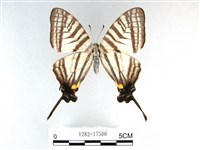 藏品(劍鳳蝶)的圖片