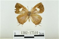 藏品(小鑽灰蝶)的圖片