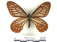 藏品(黃星斑鳳蝶)的圖片