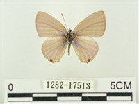 藏品(紫珈波灰蝶)的圖片