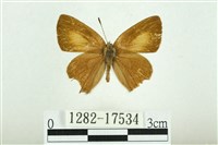 藏品(南方洒灰蝶)的圖片