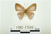 藏品(蘭灰蝶)的圖片