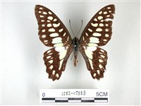 藏品(木蘭青鳳蝶)的圖片