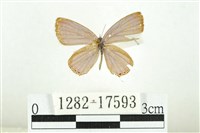 藏品(南方燕藍灰蝶)的圖片