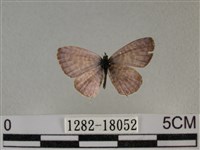 藏品(細灰蝶)的圖片