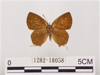 藏品(閃灰蝶)的圖片