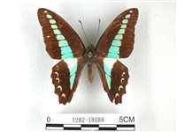 藏品(青帶鳳蝶)的圖片