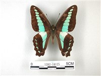 藏品(青帶鳳蝶)的圖片