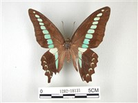 藏品(青帶鳳蝶)的圖片