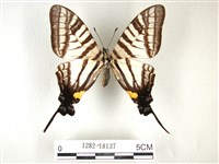 藏品(黑尾劍鳳蝶)的圖片
