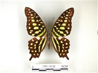 藏品(翠斑青鳳蝶)的圖片