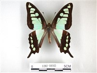 藏品(寬帶青鳳蝶)的圖片