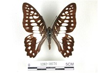 藏品(木蘭青鳳蝶)的圖片