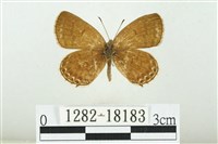 藏品(臺灣玄灰蝶)的圖片