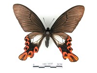 藏品(臺灣寬尾鳳蝶)的圖片