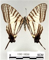 藏品(劍鳳蝶)的圖片