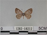 藏品(細灰蝶)的圖片