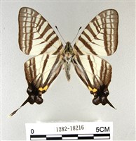 藏品(劍鳳蝶)的圖片