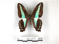 藏品(青帶鳳蝶)的圖片