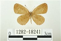 藏品(森灰蝶)的圖片