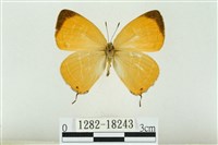 藏品(臺灣焰灰蝶)的圖片