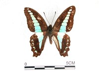 藏品(青帶鳳蝶)的圖片