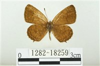 藏品(臺灣玄灰蝶)的圖片