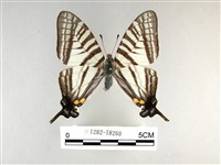 藏品(劍鳳蝶)的圖片