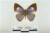 藏品(小鑽灰蝶)的圖片