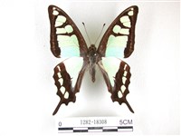 藏品(寬帶青鳳蝶)的圖片