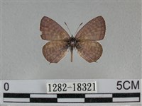 藏品(細灰蝶)的圖片