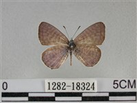 藏品(細灰蝶)的圖片