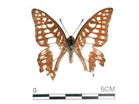 藏品(木蘭青鳳蝶)的圖片