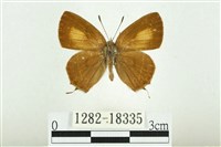 藏品(南方洒灰蝶)的圖片