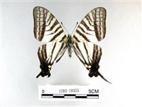 藏品(劍鳳蝶)的圖片