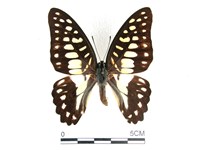 藏品(木蘭青鳳蝶)的圖片