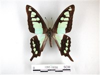 藏品(寬帶青鳳蝶)的圖片