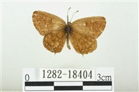 藏品(臺灣玄灰蝶)的圖片