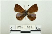 藏品(巒大鋸灰蝶)的圖片