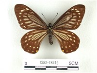 藏品(黃星斑鳳蝶)的圖片