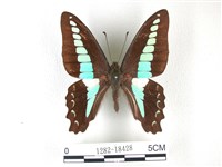 藏品(青帶鳳蝶)的圖片